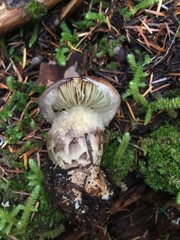 Cortinarius superbus
