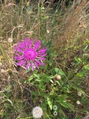 Centaurea × moncktonii