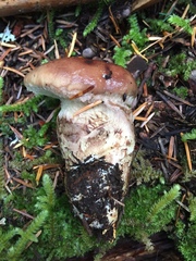 Cortinarius superbus