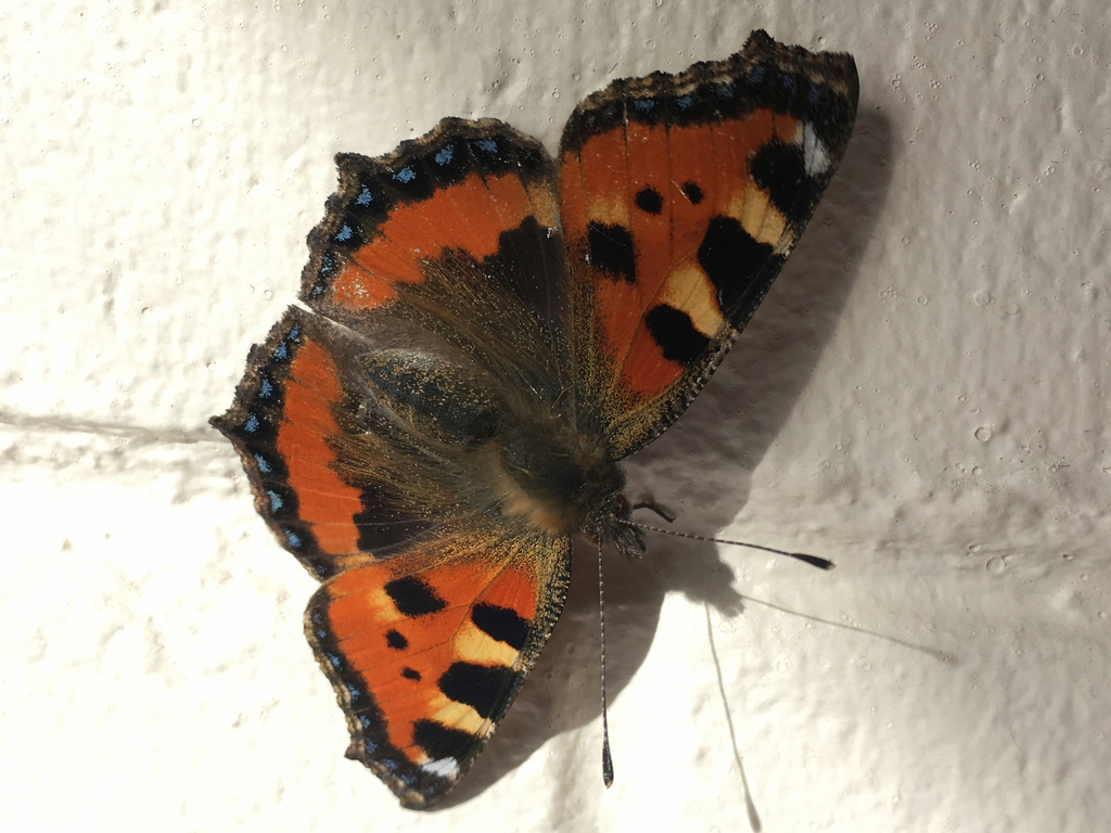 European small tortoiseshell