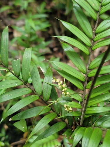 Foto de Dypsis concinna