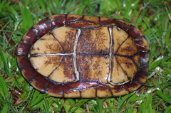 Kinosternon leucostomum