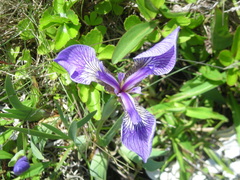 Iris hookeri