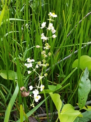 Sagittaria brevirostra