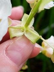 Sagittaria brevirostra