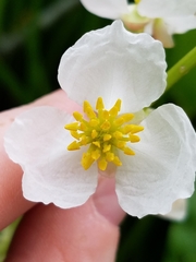 Sagittaria brevirostra