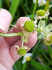Sagittaria brevirostra
