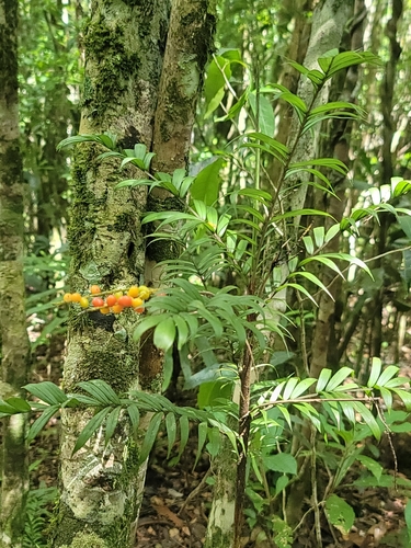 Foto de Dypsis concinna