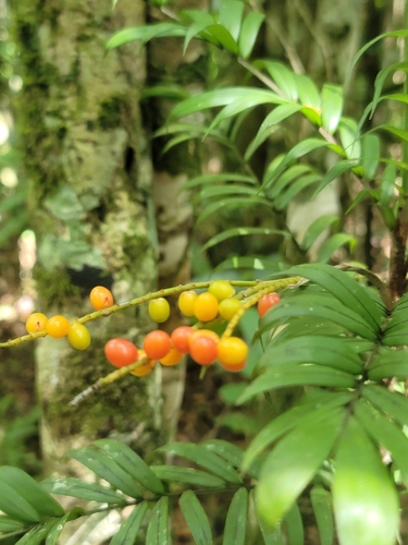 Dypsis concinna