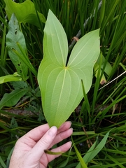 Sagittaria brevirostra