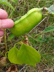 Canavalia cathartica