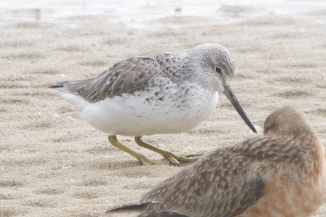 Nordmann's Greenshank
