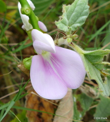 Canavalia cathartica