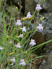 Penstemon triphyllus