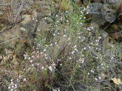 Penstemon triphyllus