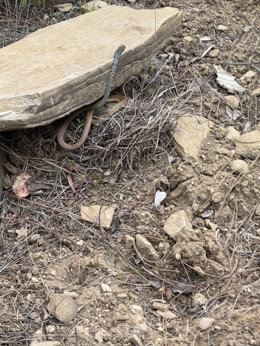 Dahl's Whip Snake