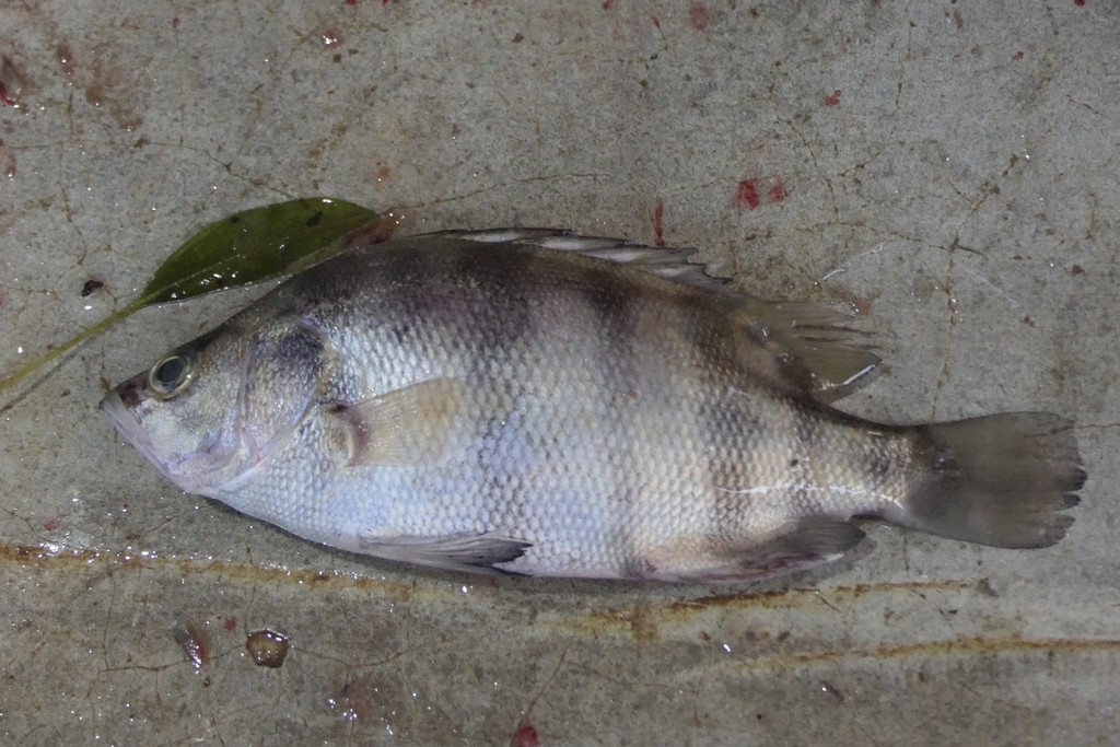 Barred tigerfish (Datnioides polota) — Datnioididae