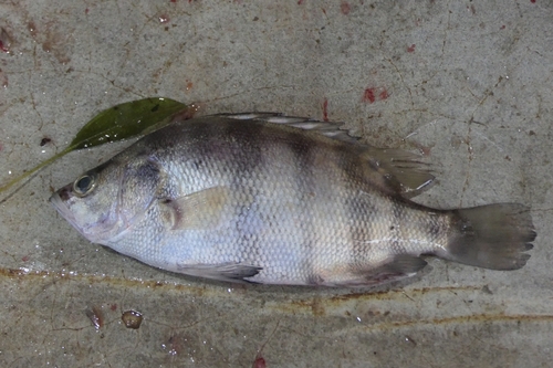 Barred tigerfish (Datnioides polota) — Datnioididae
