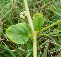 Boerhavia repens