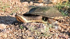 Hydromedusa tectifera