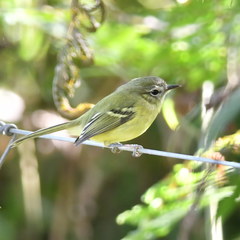 Phylloscartes ventralis