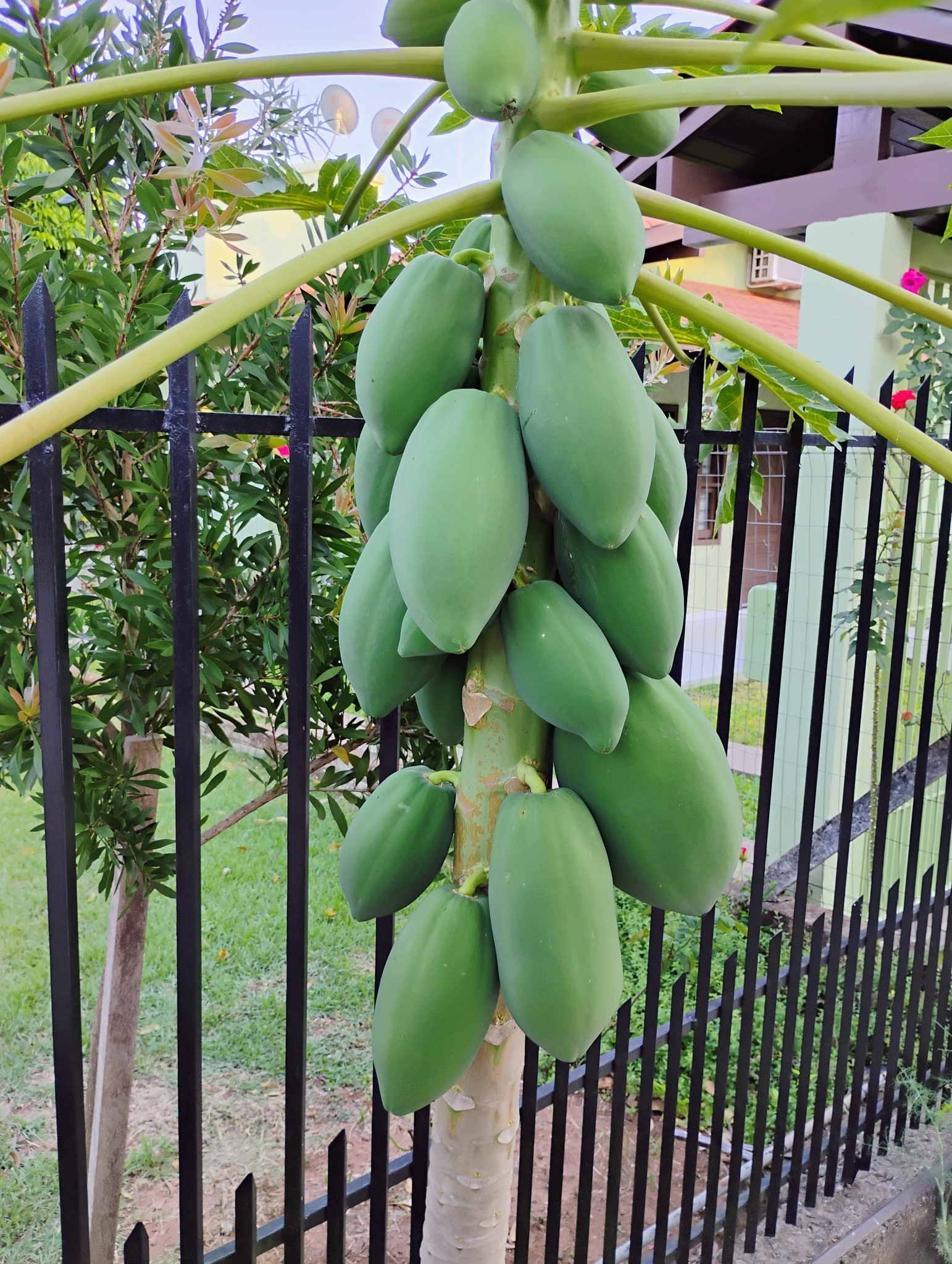 Carica papaya