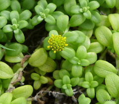 Lipochaeta integrifolia