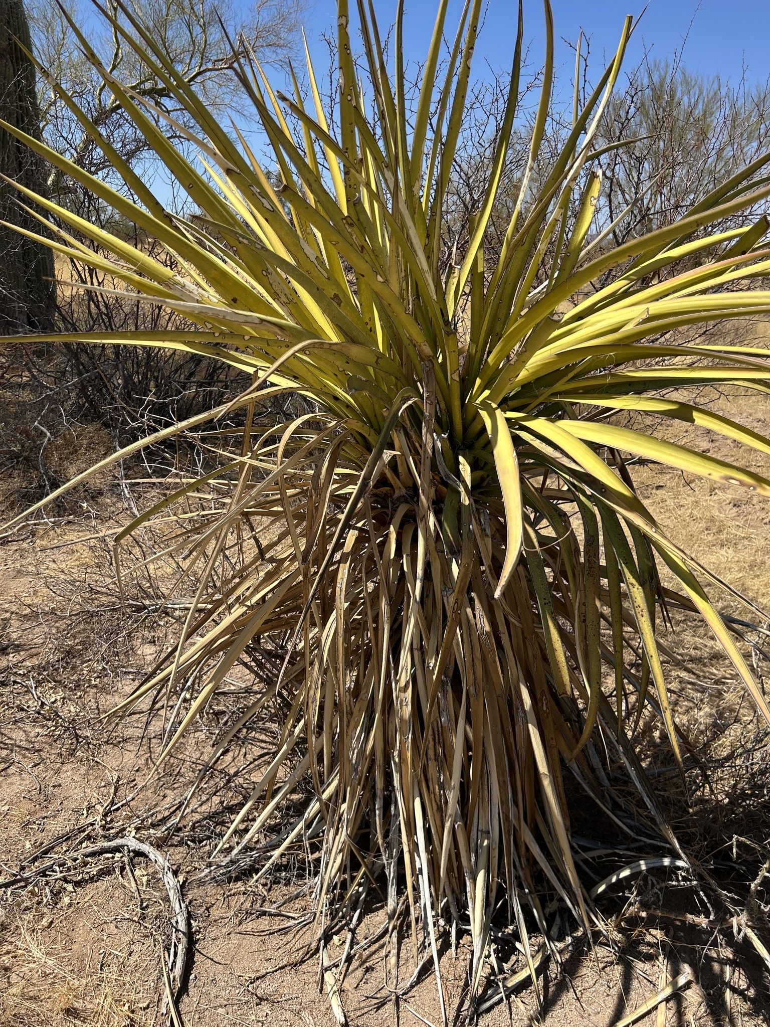 Yucca arizonica McKelvey 2