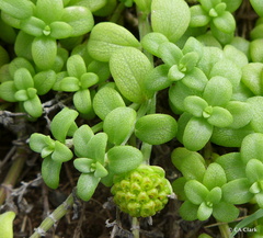 Lipochaeta integrifolia
