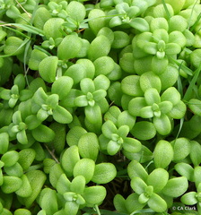 Lipochaeta integrifolia