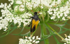 Macrosiagon flavipennis