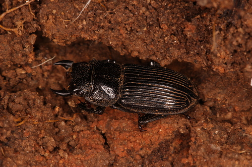 Aegus labilis