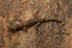 Sumontha's Gecko photo 3
