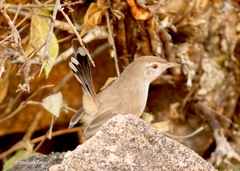 Rufous-Fronted Prinia photo 2