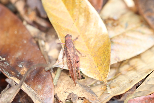 Eucoptacra binghami
