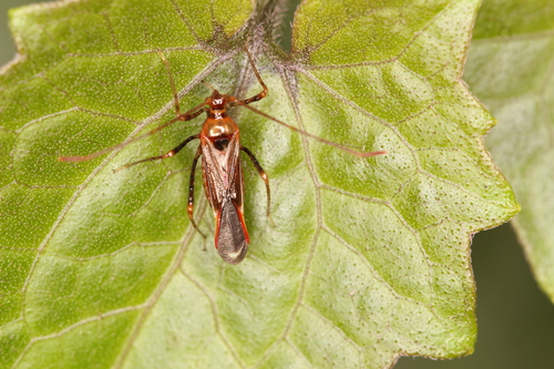 Helopeltis cinchonae