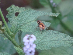 Palpada vinetorum