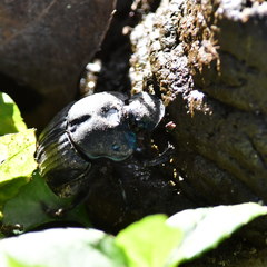 Sulcophanaeus batesi