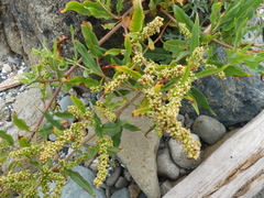 Rumex transitorius
