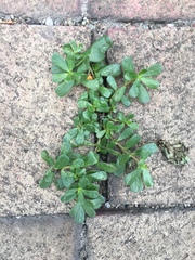 Portulaca oleracea