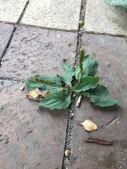 Plantago major