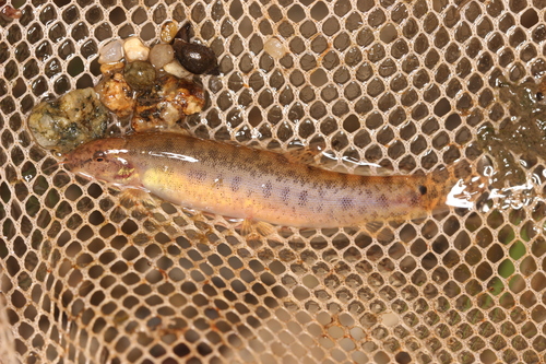 Birmaanse modderkruiper (Lepidocephalichthys berdmorei) — Cobitidae — 2