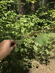 Alnus incana tenuifolia