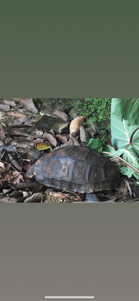 Asian Brown Tortoise (Manouria emys)