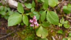 Pyrola asarifolia