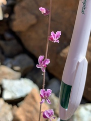 Streptanthus glandulosus hoffmanii