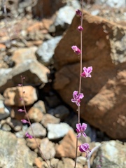Streptanthus glandulosus hoffmanii
