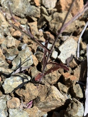 Streptanthus glandulosus hoffmanii