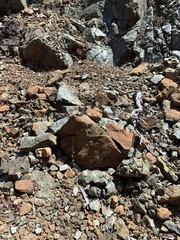 Streptanthus glandulosus hoffmanii