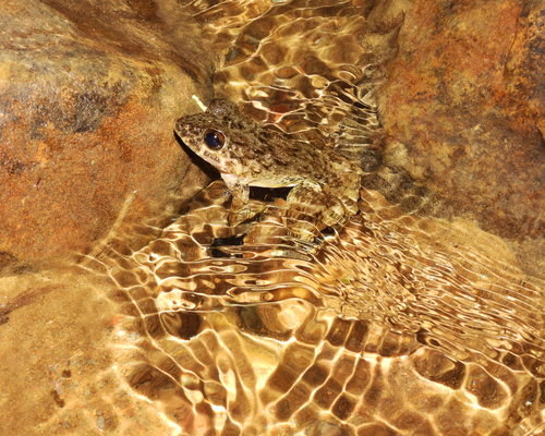 Limnonectes ibanorum